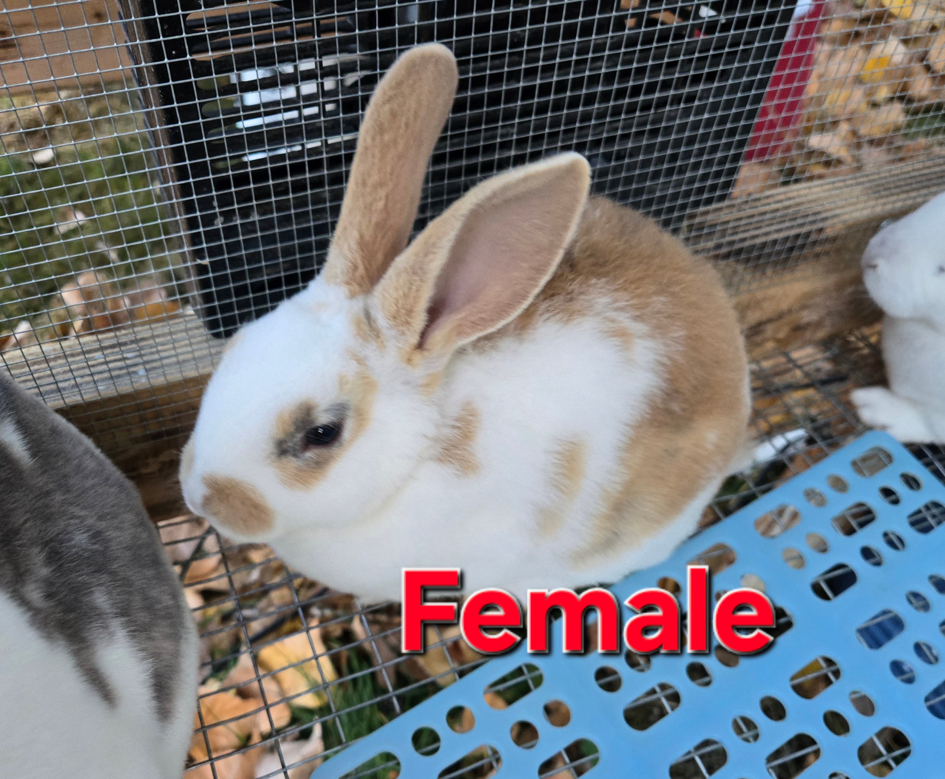 Rex Rabbit Kit