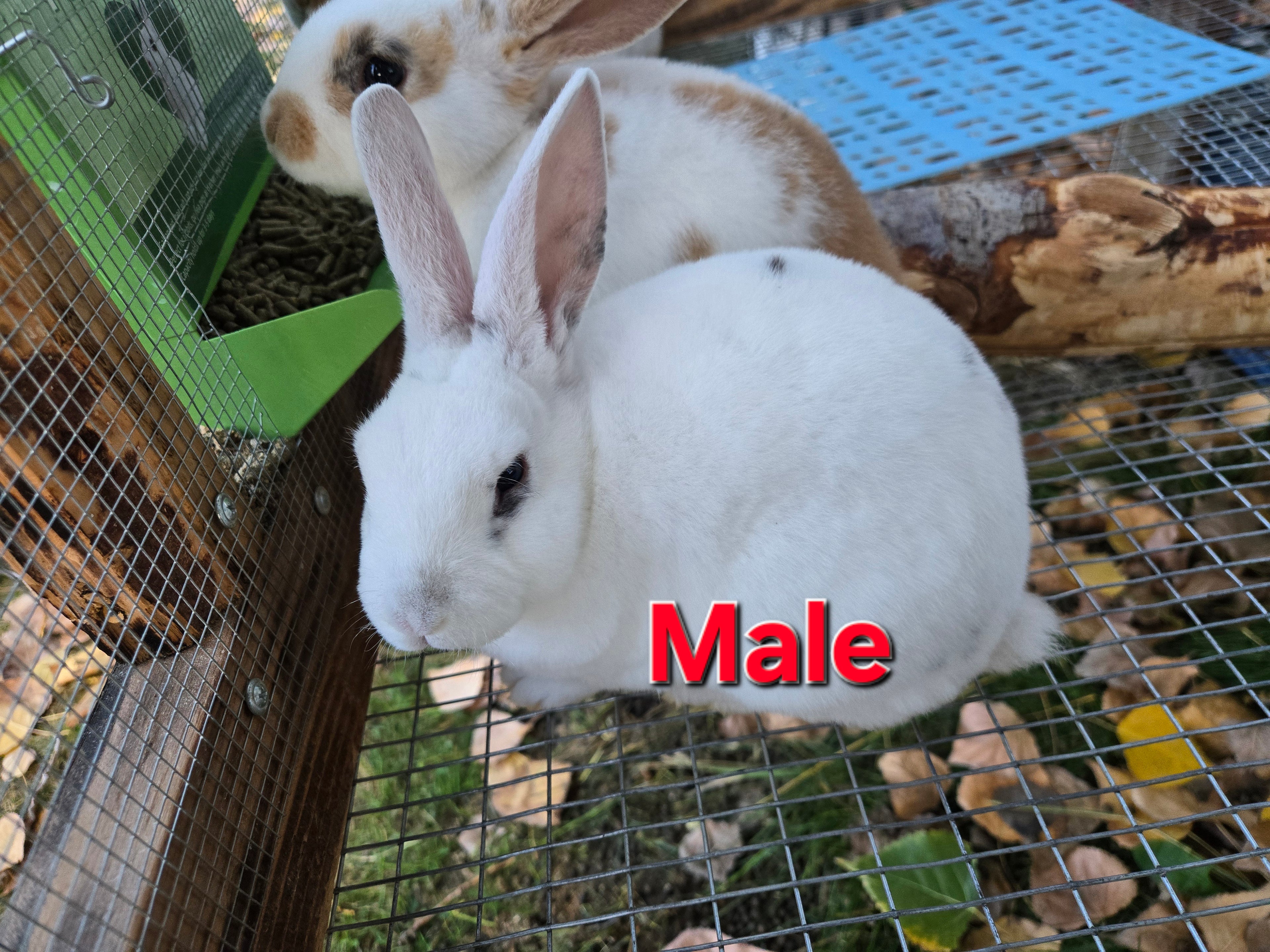 Rex Rabbit Kit