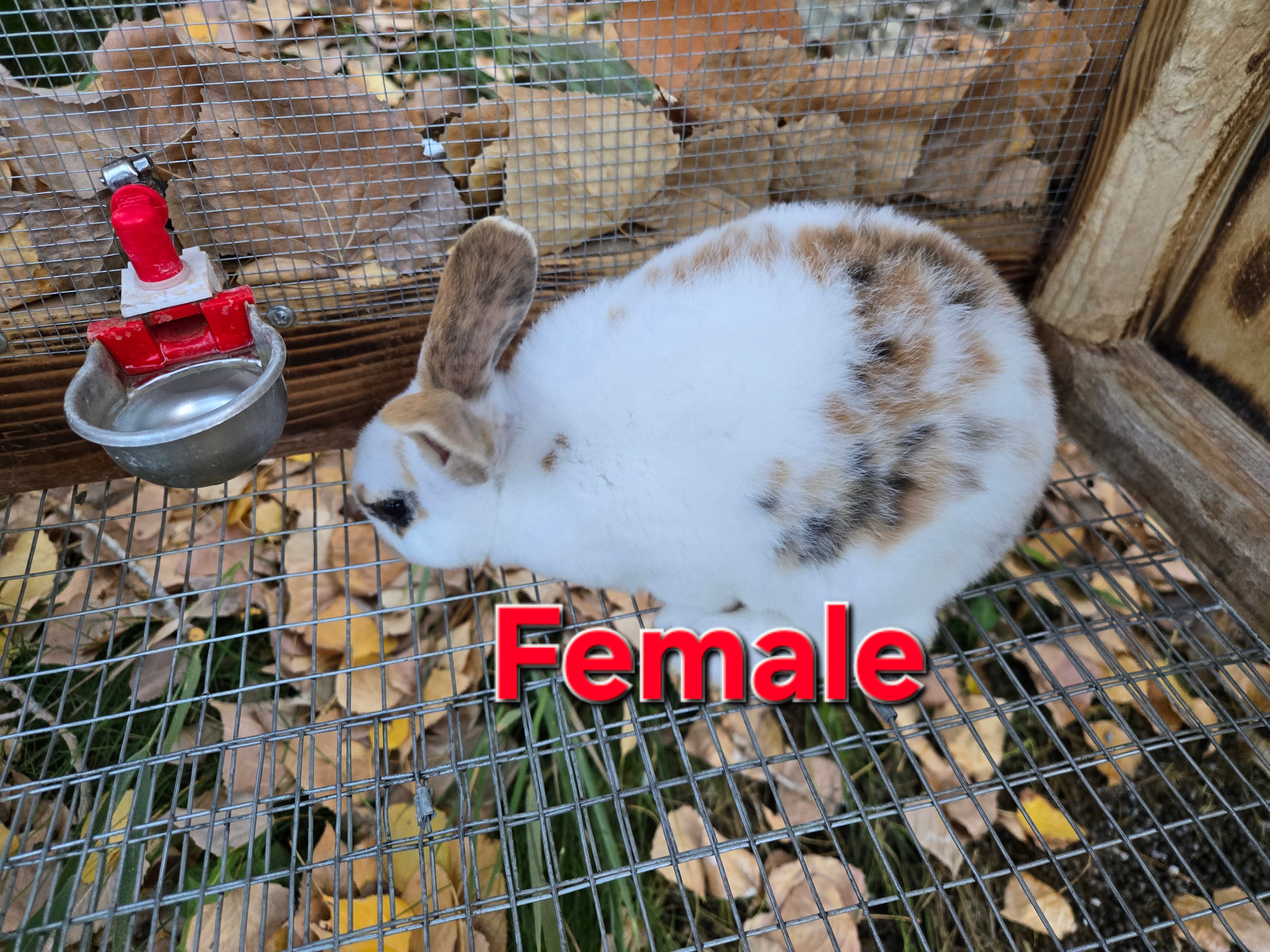 Rex Rabbit Kit