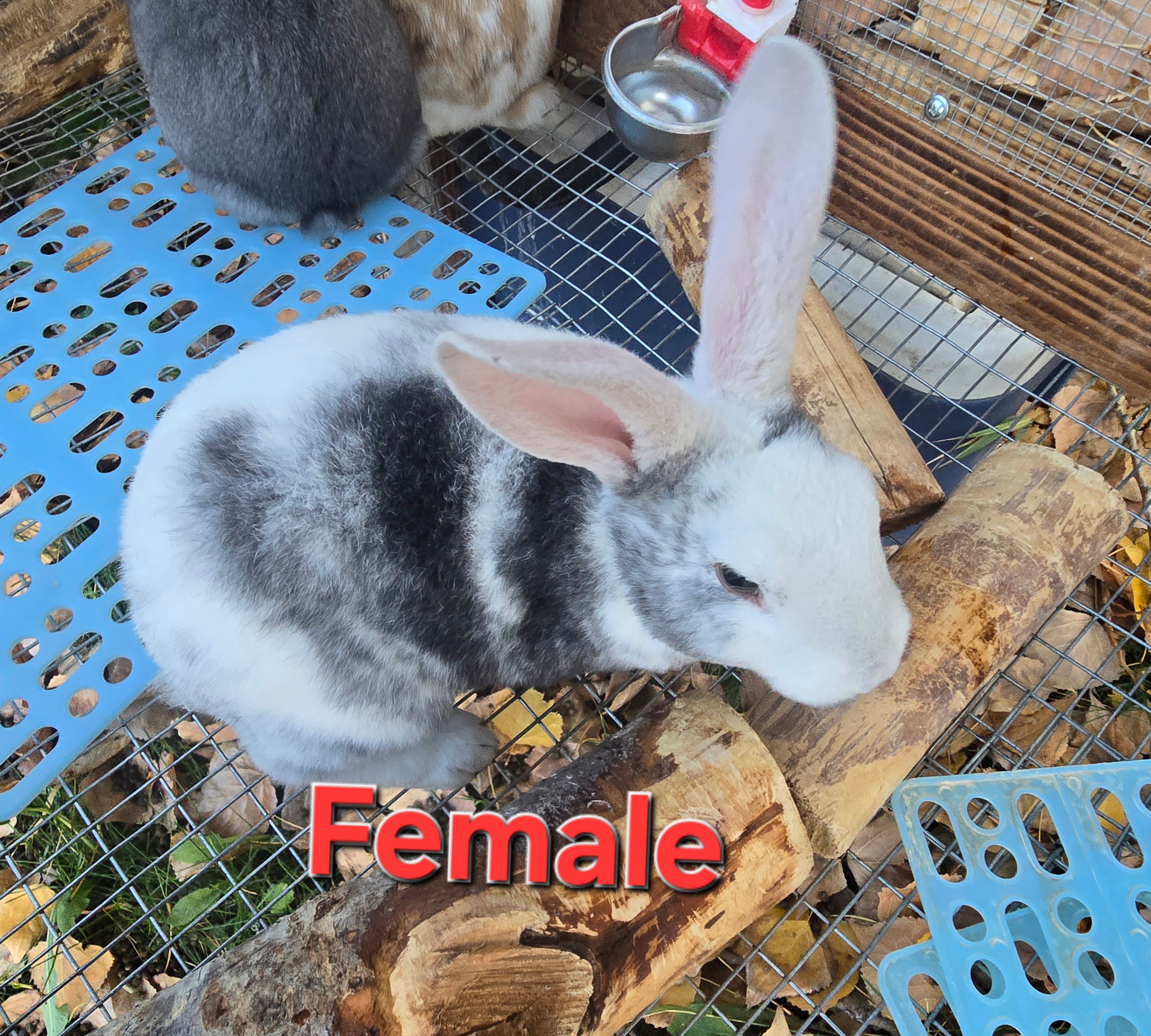 Rex Rabbit Kit
