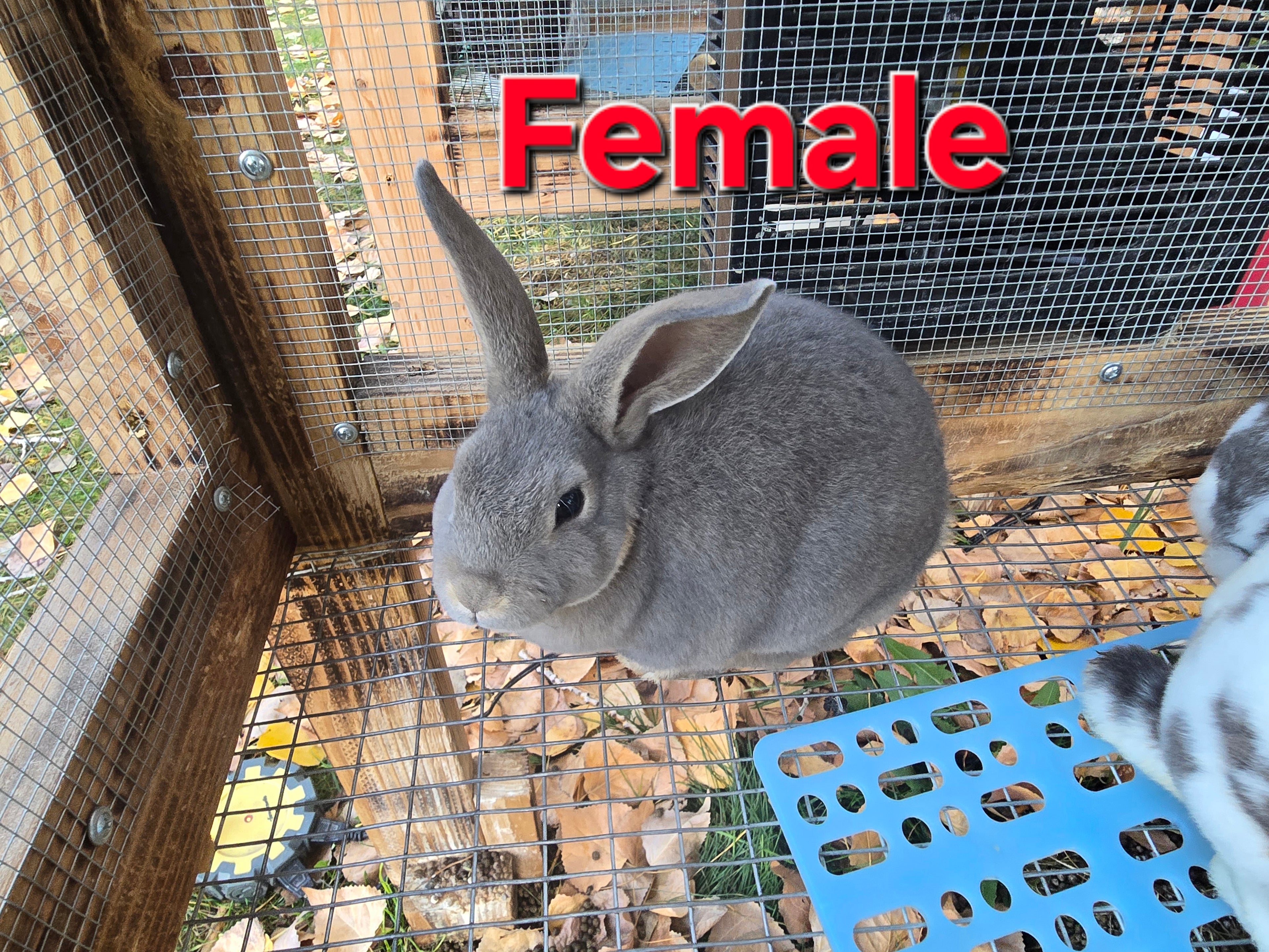 Rex Rabbit Kit
