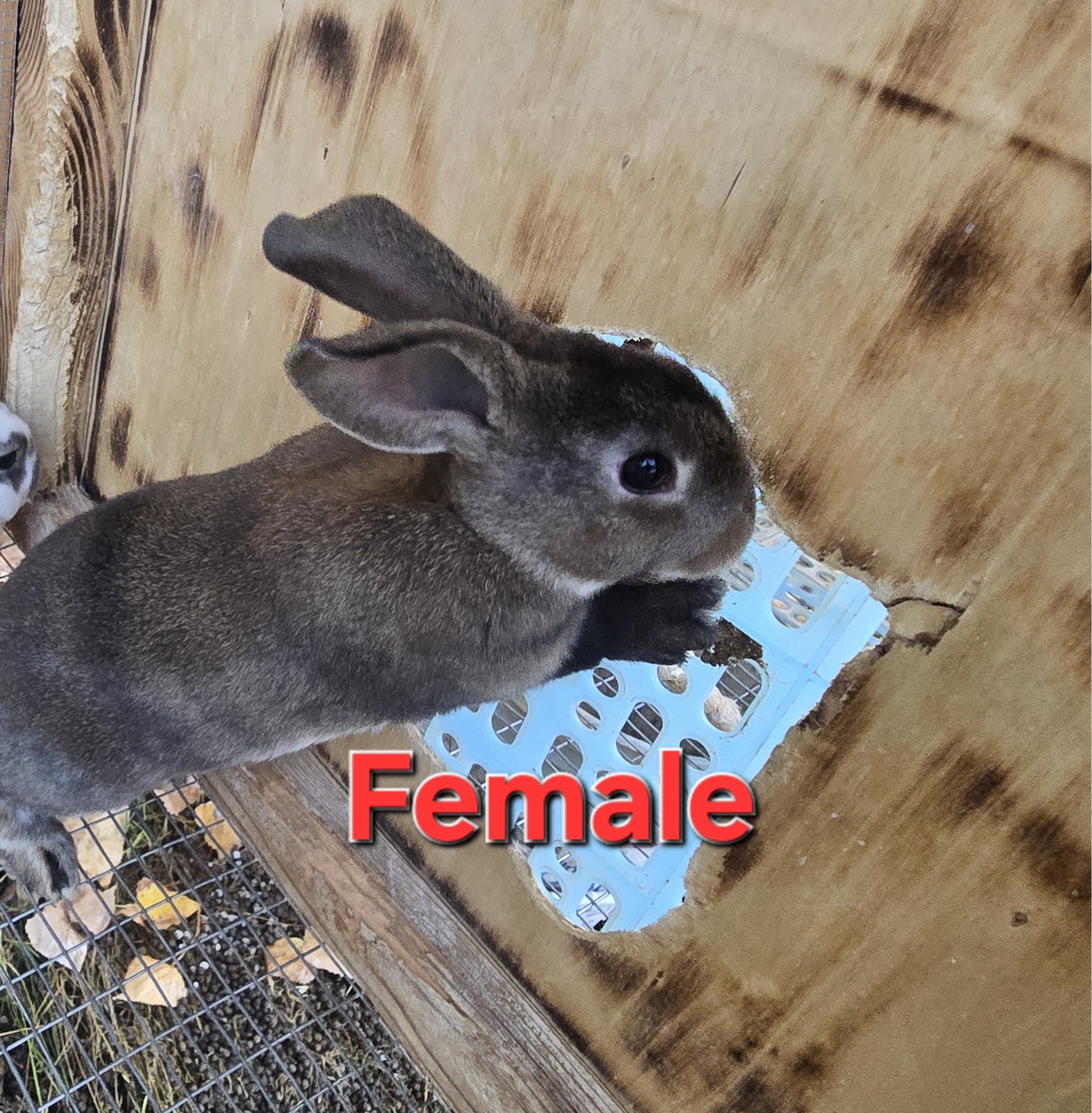 Rex Rabbit Kit