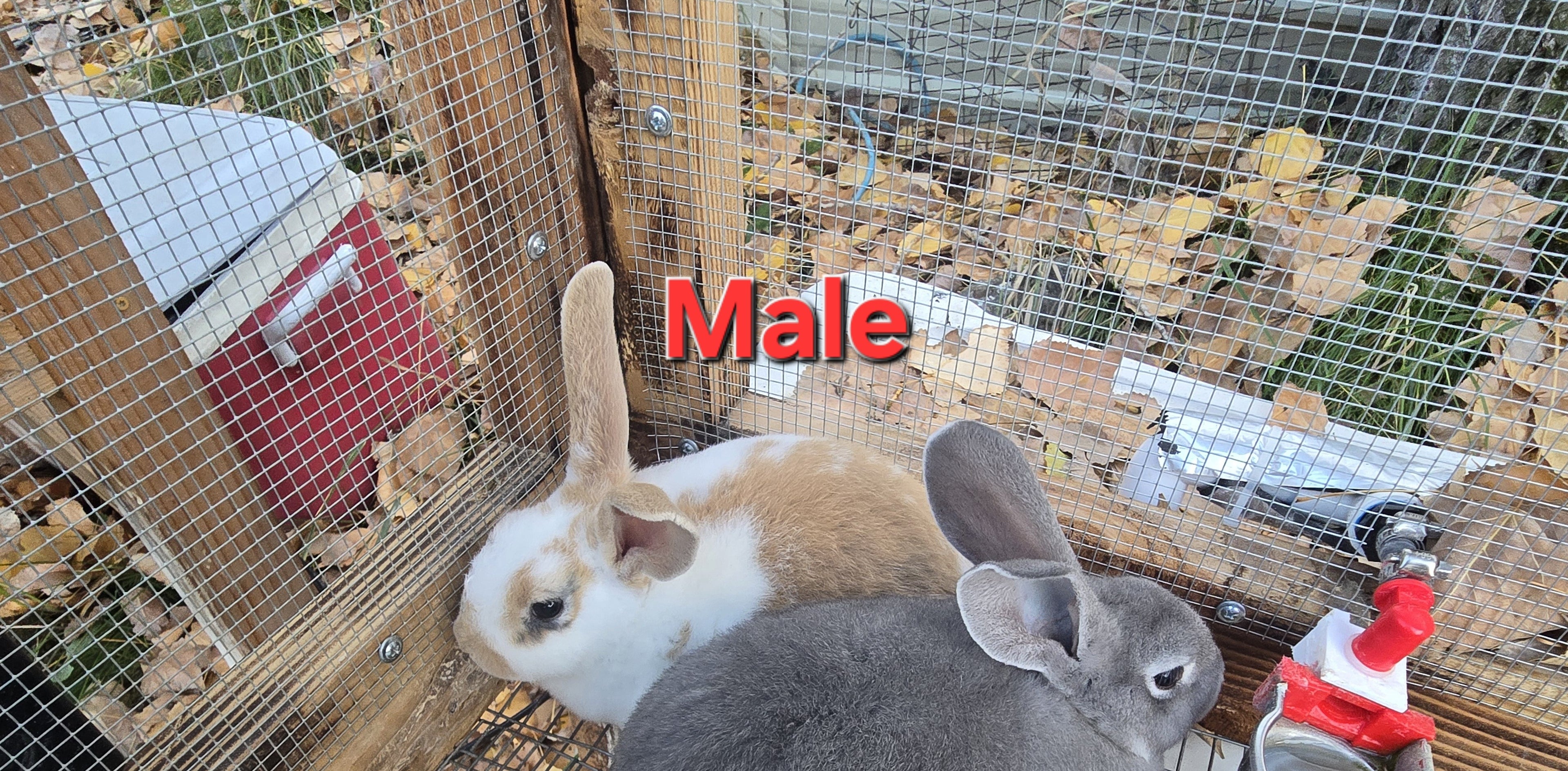 Rex Rabbit Kit