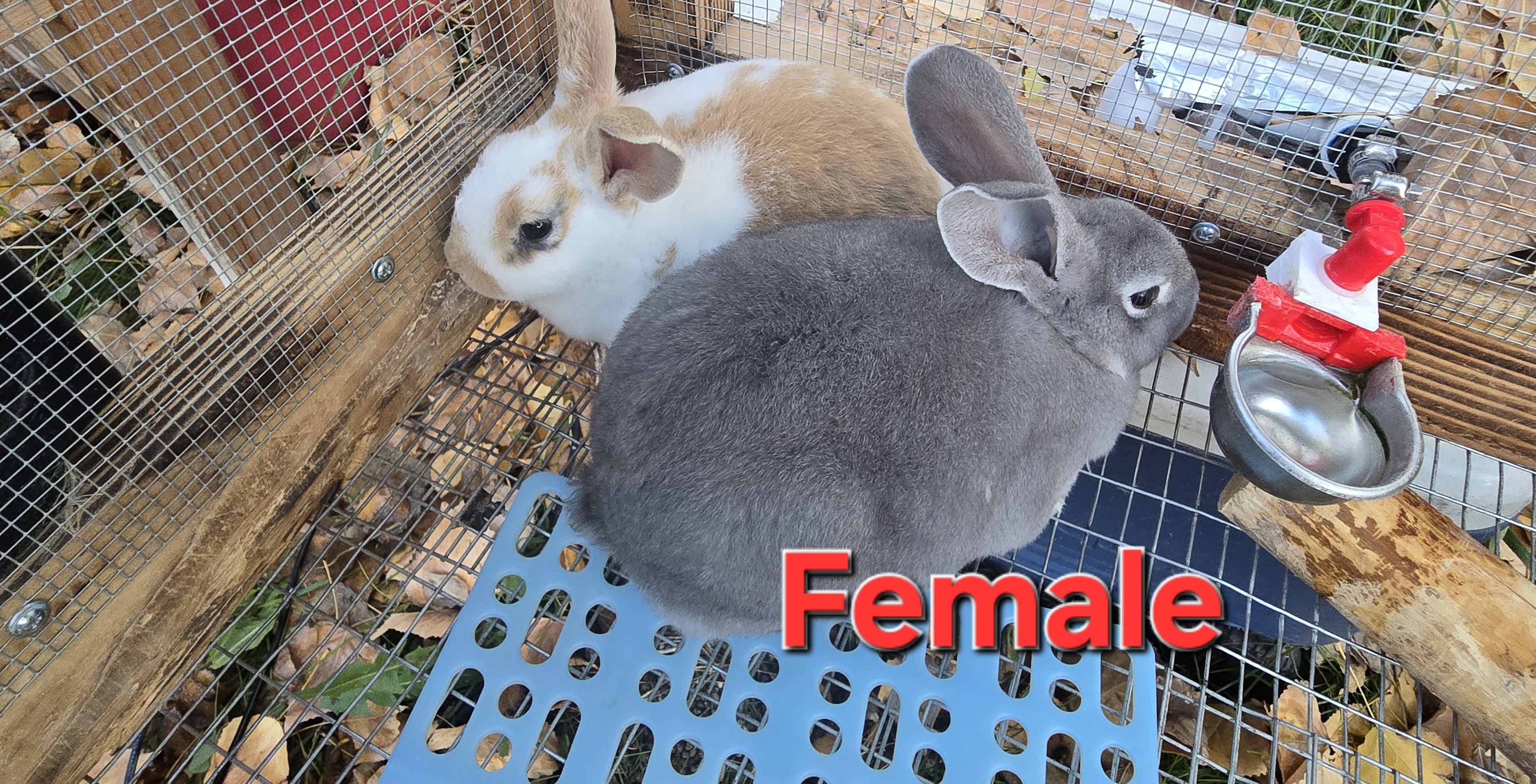 Rex Rabbit Kit