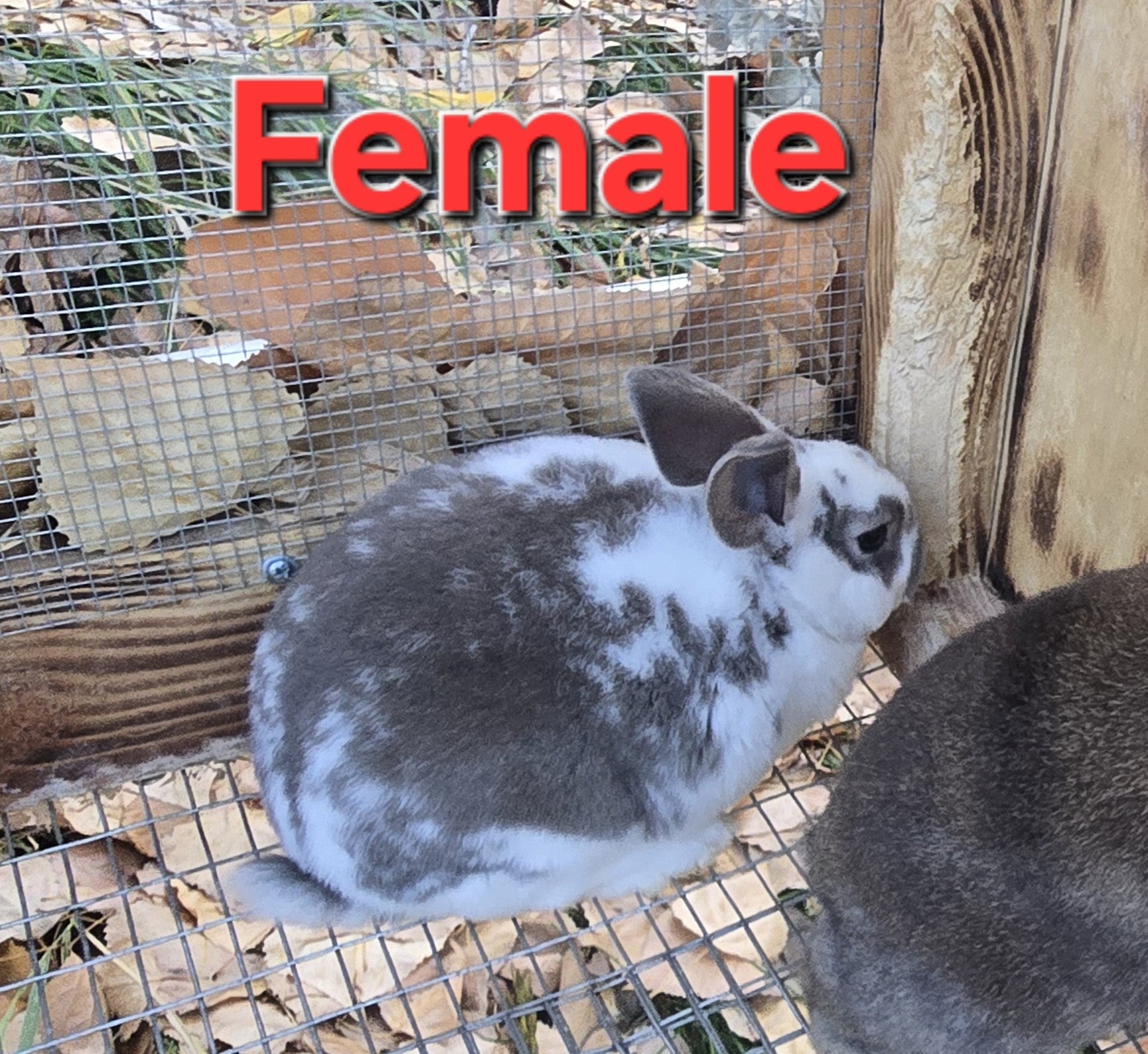 Rex Rabbit Kit
